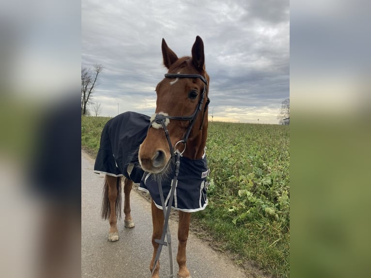 Bávaro Caballo castrado 19 años 175 cm Alazán in Niederstotzingen