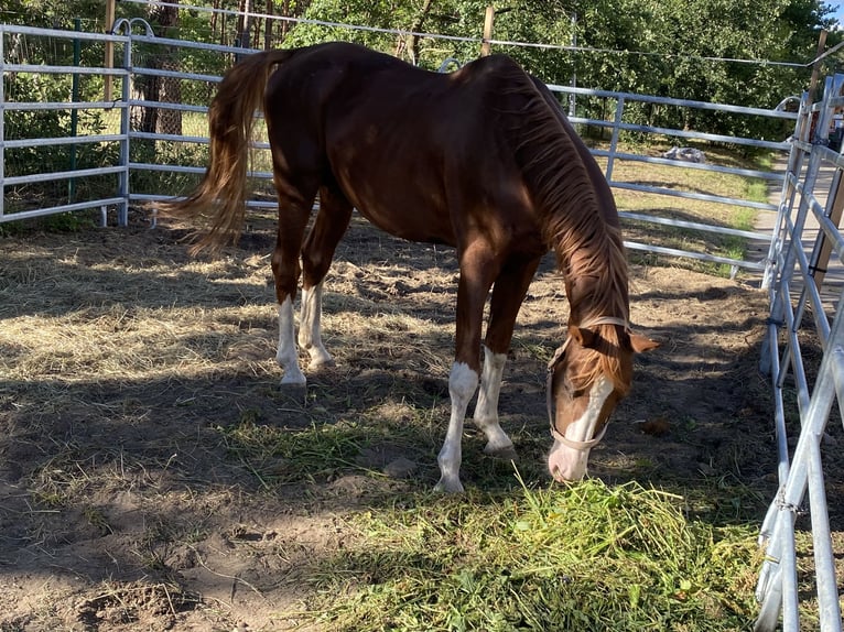 Bávaro Caballo castrado 19 años Alazán in Herzberg