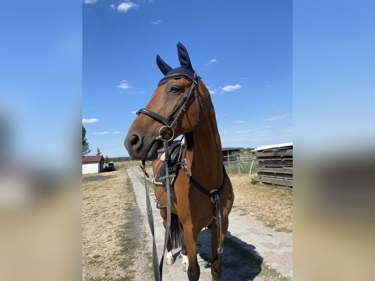 Bávaro Caballo castrado 20 años Castaño in Gunzenhausen