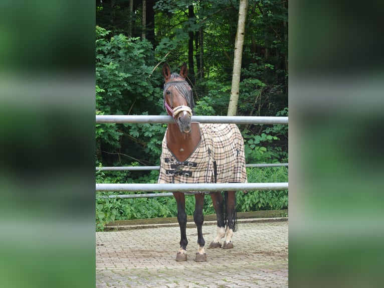 Bávaro Caballo castrado 23 años 163 cm Castaño in Waldstetten