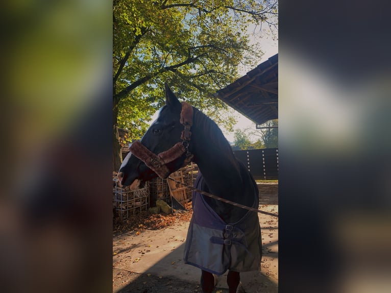 Bávaro Mestizo Caballo castrado 25 años 160 cm Morcillo in Erwitte