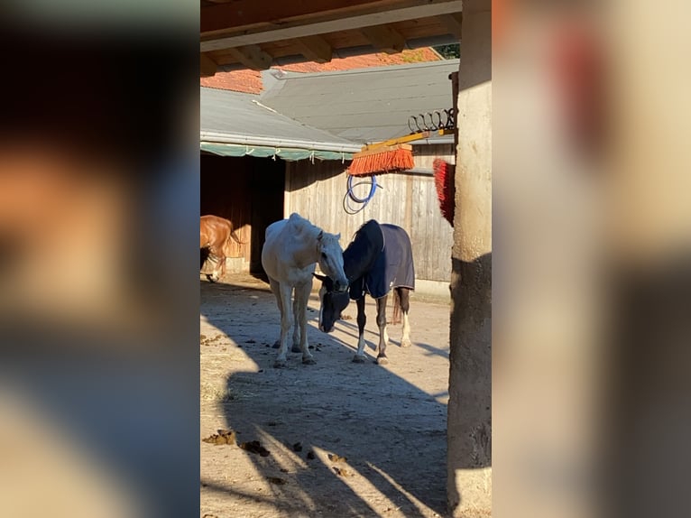 Bávaro Mestizo Caballo castrado 25 años 160 cm Morcillo in Erwitte