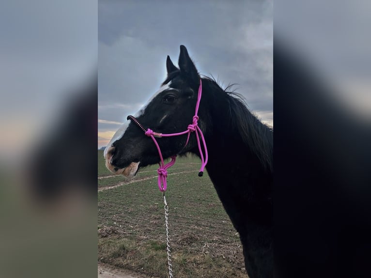 Bávaro Caballo castrado 25 años 165 cm Morcillo in Rheda-Wiedenbr&#xFC;ck