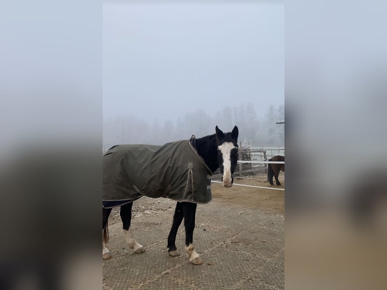 Bávaro Caballo castrado 26 años 165 cm Morcillo in Rheda-Wiedenbrück