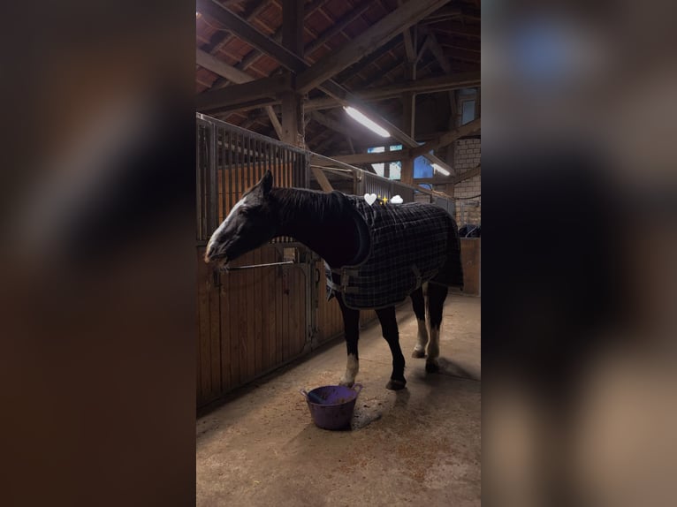 Bávaro Caballo castrado 26 años 165 cm Morcillo in Rheda-Wiedenbrück