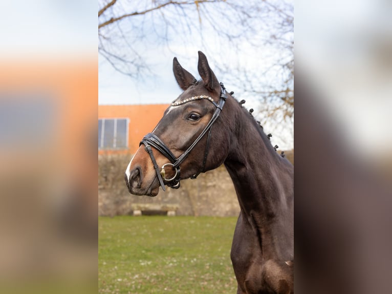 Bávaro Caballo castrado 3 años 165 cm Castaño in Hayingen