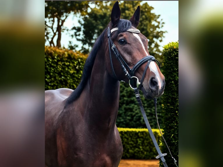 Bávaro Caballo castrado 3 años 170 cm Castaño oscuro in Waldm&#xFC;nchen