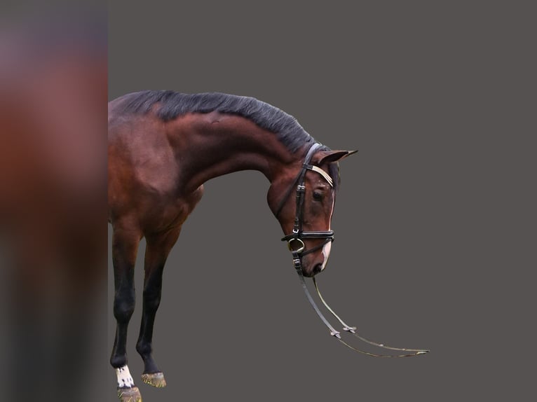 Bávaro Caballo castrado 3 años 170 cm Castaño oscuro in Waldm&#xFC;nchen