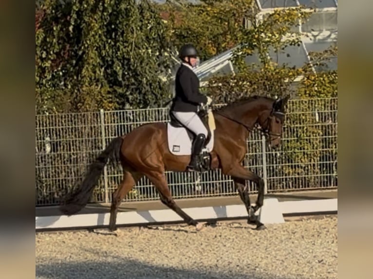 Bávaro Caballo castrado 4 años 162 cm Castaño oscuro in Neumarkt in der OberpfalzNeumarkt