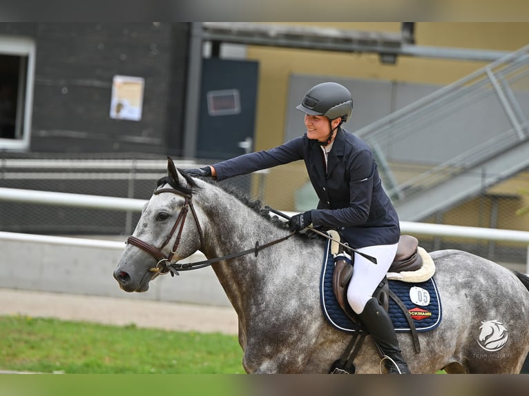 Bávaro Caballo castrado 4 años 163 cm Tordo rodado in Rotthalmünster