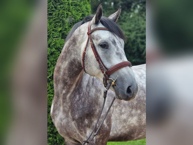 Bávaro Caballo castrado 4 años 163 cm Tordo rodado in Rotthalmünster