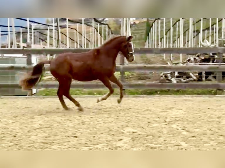 Bávaro Caballo castrado 4 años 164 cm Alazán in Schenna