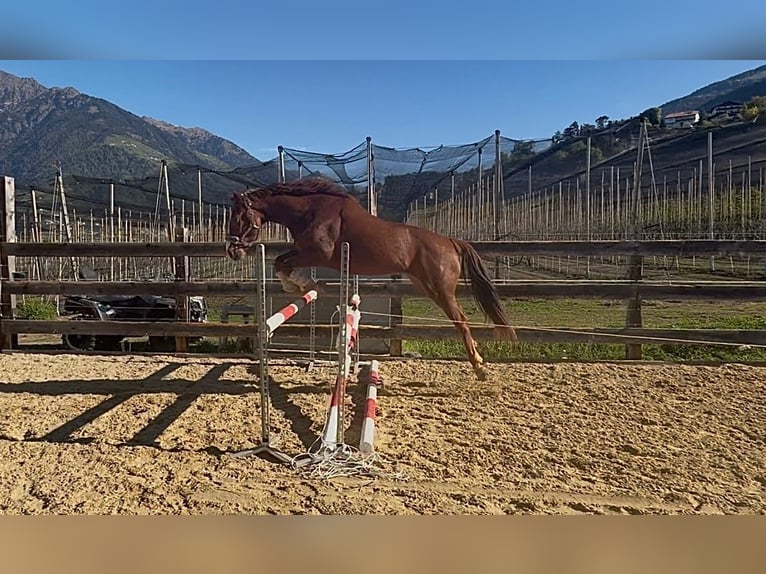 Bávaro Caballo castrado 4 años 164 cm Alazán in Schenna