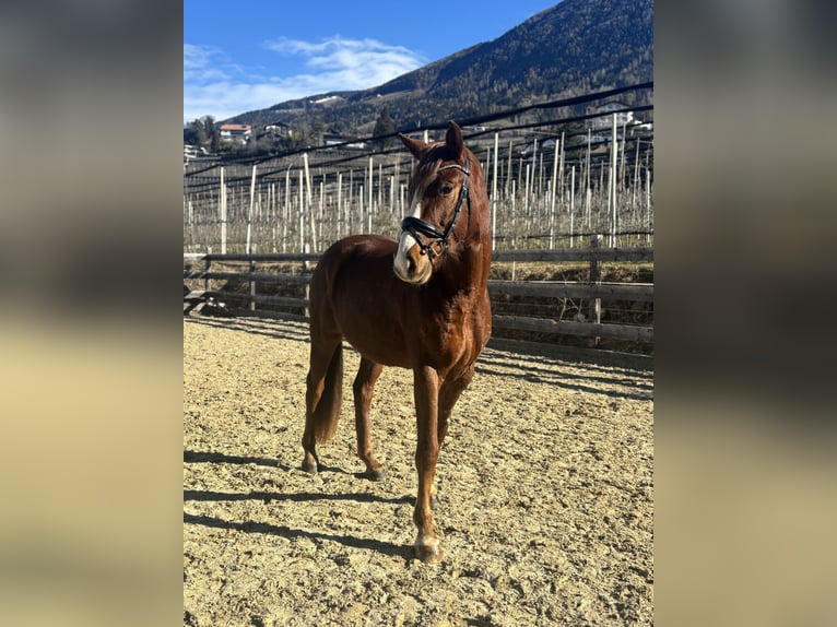Bávaro Caballo castrado 4 años 164 cm Alazán in Schenna