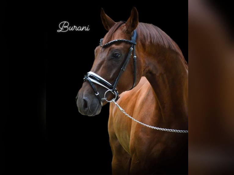 Bávaro Caballo castrado 4 años 164 cm Alazán-tostado in Langerringen