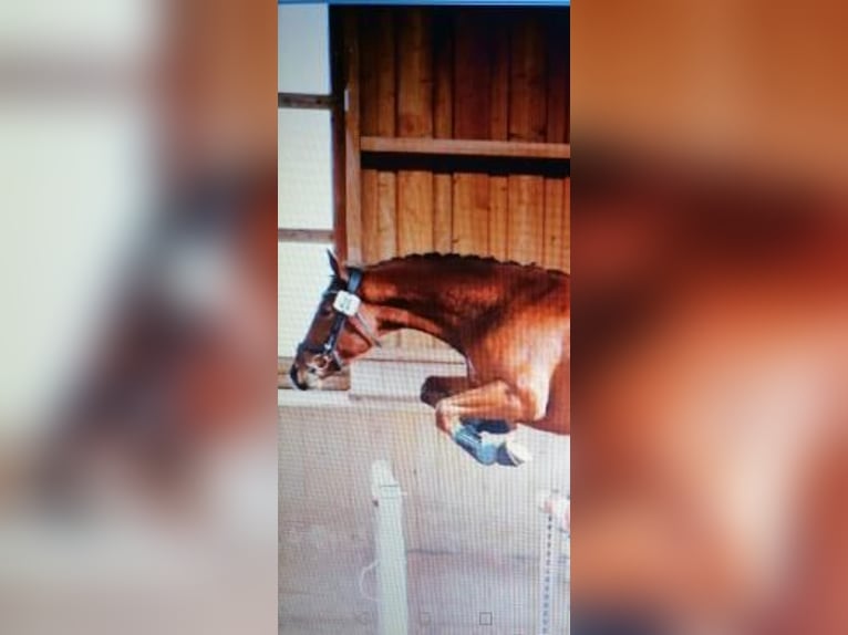 Bávaro Caballo castrado 4 años 165 cm Castaño in Babensham