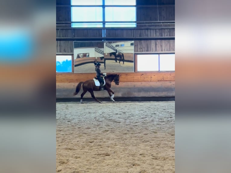 Bávaro Caballo castrado 4 años 166 cm Alazán in Laaber