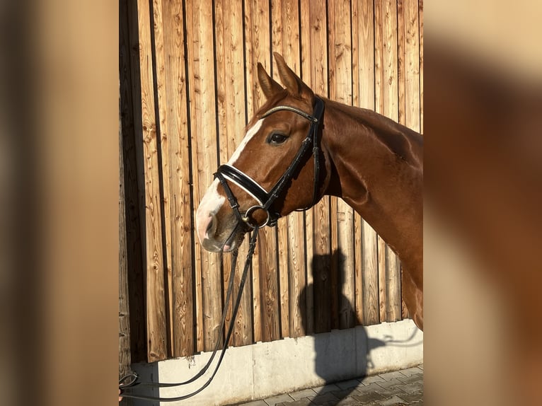 Bávaro Caballo castrado 5 años 168 cm Alazán in Markt Schwaben