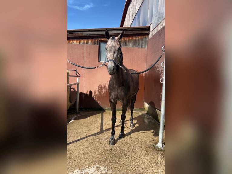Bávaro Caballo castrado 5 años 168 cm Tordo rodado in MedrazFulpmes