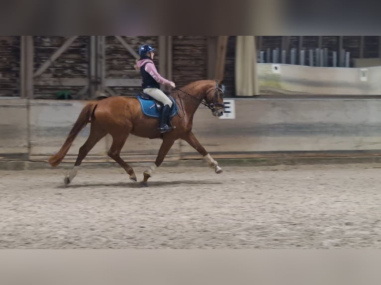 Bávaro Caballo castrado 5 años 170 cm Alazán in Niederstotzingen