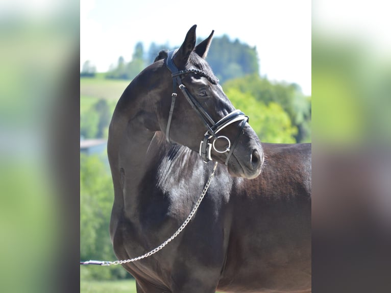 Bávaro Caballo castrado 5 años 170 cm Morcillo in Langerringen