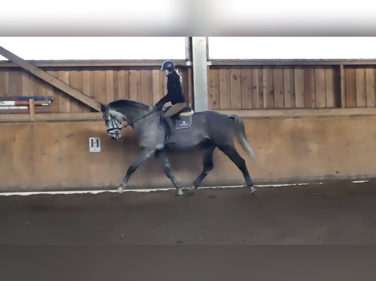 Bávaro Caballo castrado 5 años 170 cm Tordillo negro in Witzmannsberg