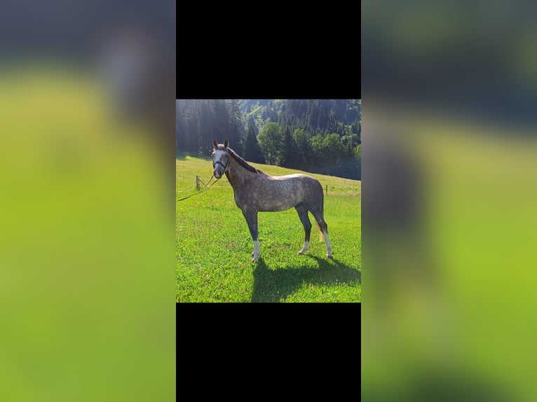 Bávaro Caballo castrado 5 años 172 cm Tordo in Riezlern