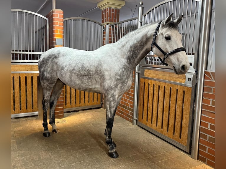Bávaro Caballo castrado 6 años 165 cm Tordo in K&#xFC;ps