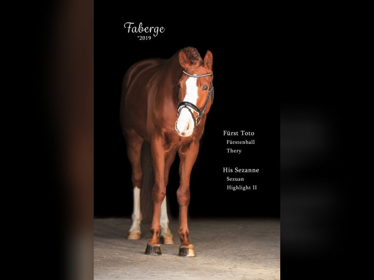 Bávaro Caballo castrado 6 años 168 cm Alazán in Bodenkirchen