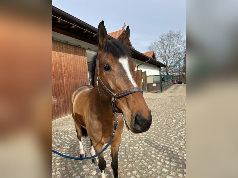 Bávaro Caballo castrado 6 años 170 cm Castaño claro in Kirchanschöring
