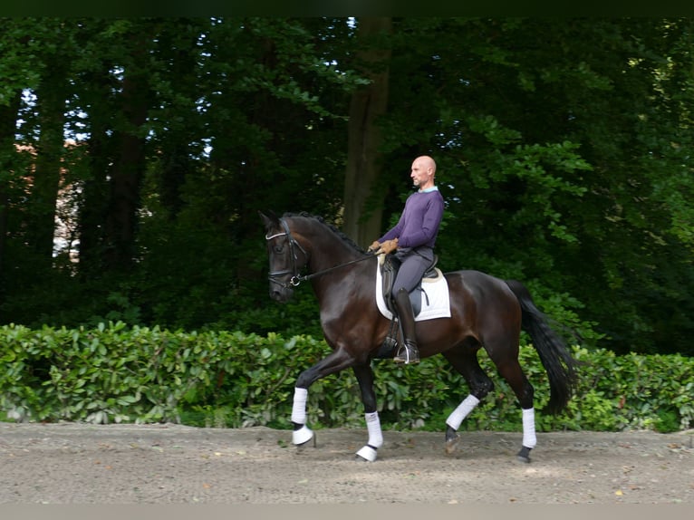 Bávaro Caballo castrado 6 años 172 cm Negro in Hemslingen