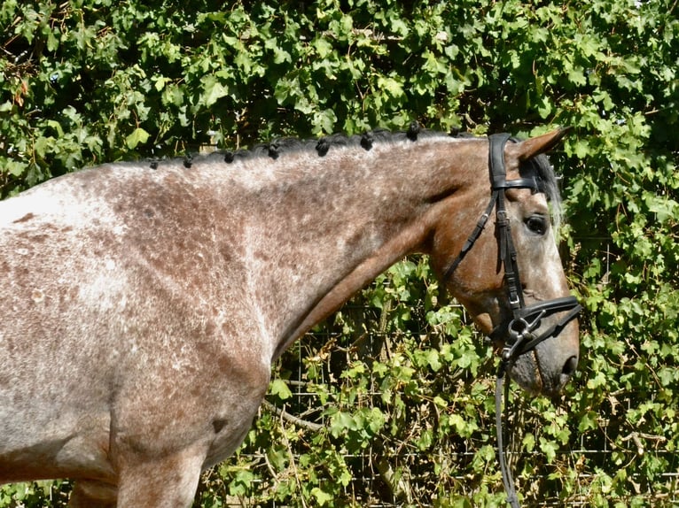 Bávaro Caballo castrado 7 años 162 cm Ruano azulado in Würzburg
