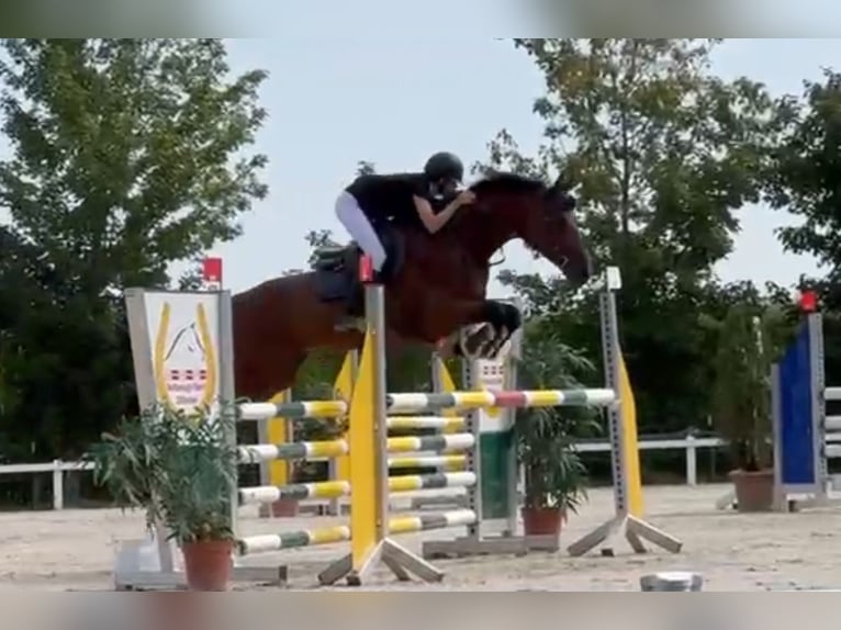 Bávaro Caballo castrado 7 años 166 cm Castaño oscuro in Schondorf am Ammersee