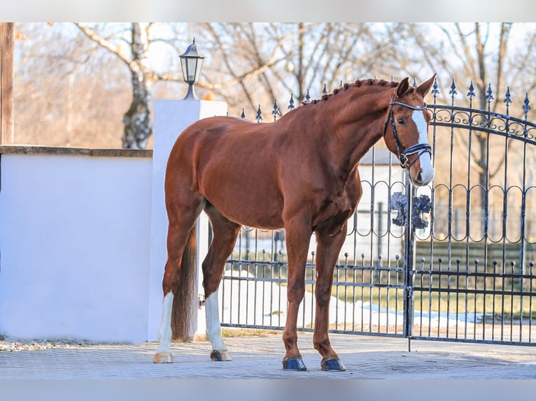 Bávaro Caballo castrado 7 años 168 cm Alazán in Bodenkirchen