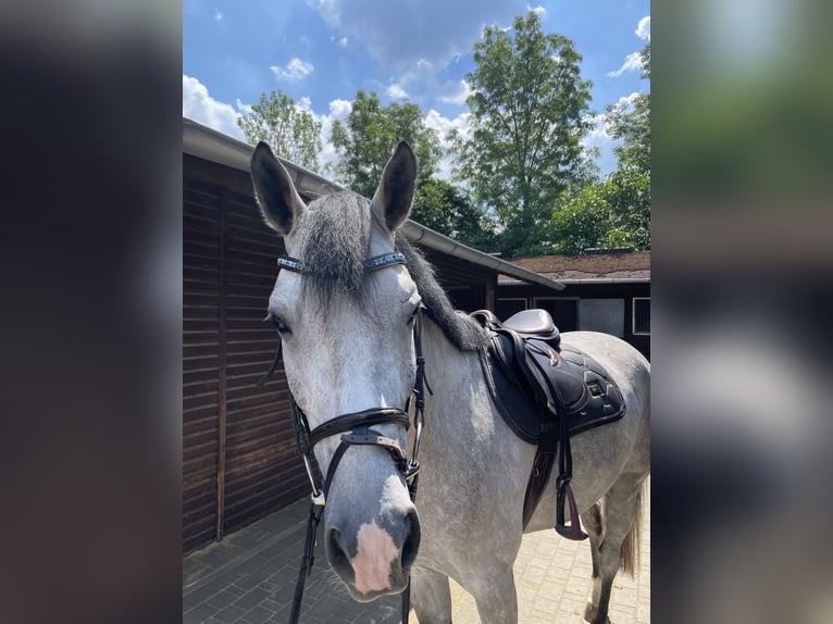 Bávaro Caballo castrado 7 años 170 cm Tordo in Limburg an der Lahn