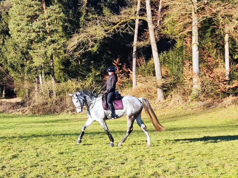 Bávaro Caballo castrado 7 años 170 cm Tordo rodado in Schnaitsee