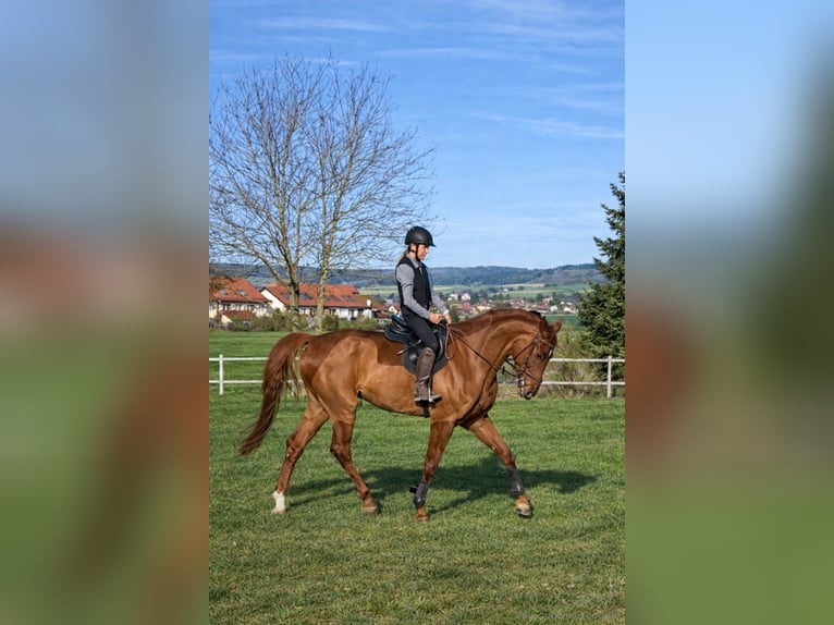 Bávaro Caballo castrado 7 años 178 cm Alazán in Altenmünster