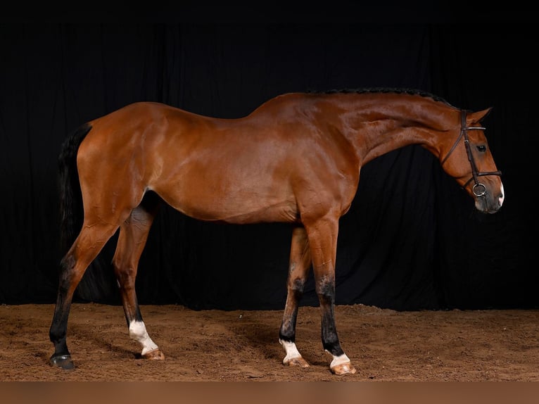 Bávaro Caballo castrado 7 años 178 cm Castaño in Bladel