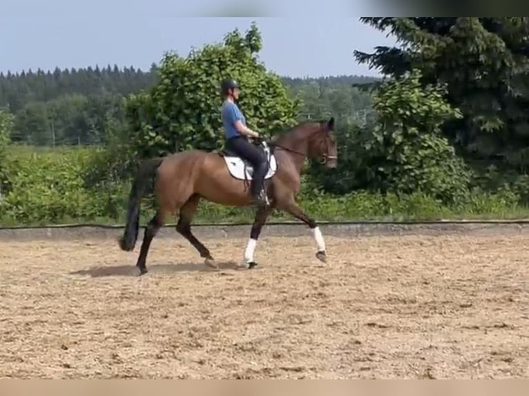 Bávaro Caballo castrado 8 años 168 cm Castaño in Rot an der Rot