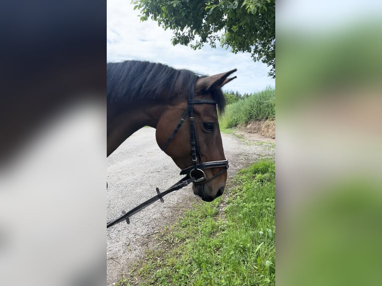 Bávaro Caballo castrado 8 años 168 cm Castaño in Rot an der Rot