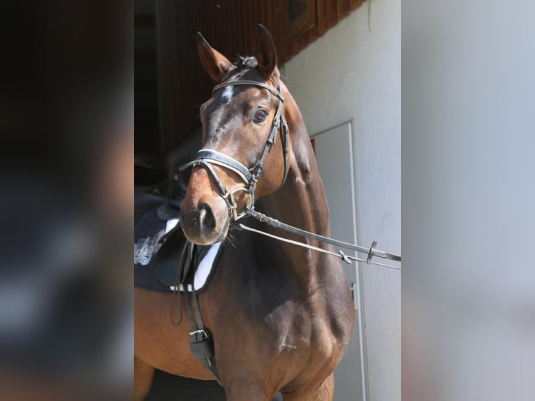 Bávaro Caballo castrado 8 años 172 cm Castaño oscuro in Erharting