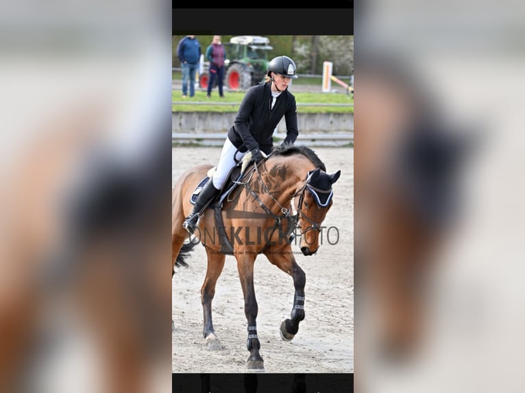 Bávaro Caballo castrado 8 años 175 cm Castaño in Sonnefeld