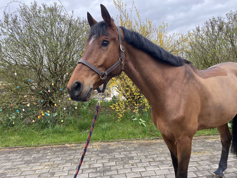 Bávaro Caballo castrado 8 años 175 cm Castaño in Sonnefeld