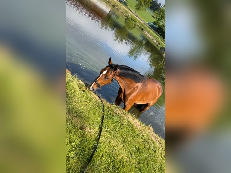 Bávaro Caballo castrado 8 años 184 cm Castaño in Neunburg vorm Wald