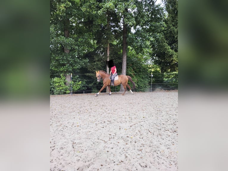 Bávaro Caballo castrado 9 años 164 cm Alazán in Straßkirchen