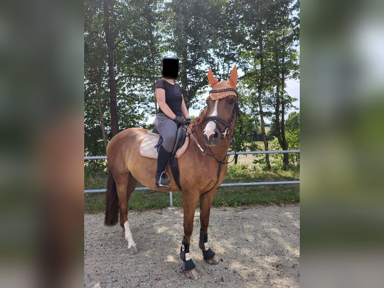 Bávaro Caballo castrado 9 años 164 cm Alazán in Straßkirchen