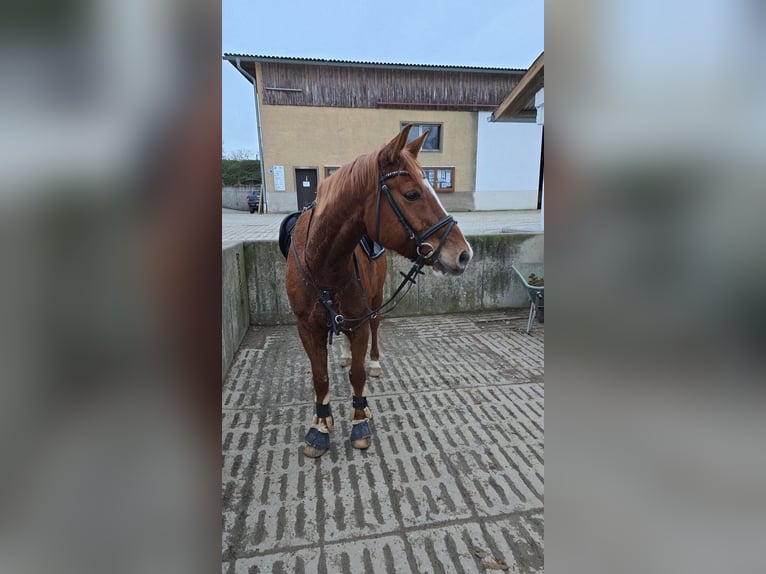 Bávaro Caballo castrado 9 años 166 cm Alazán in Hohenberg-Krusemark