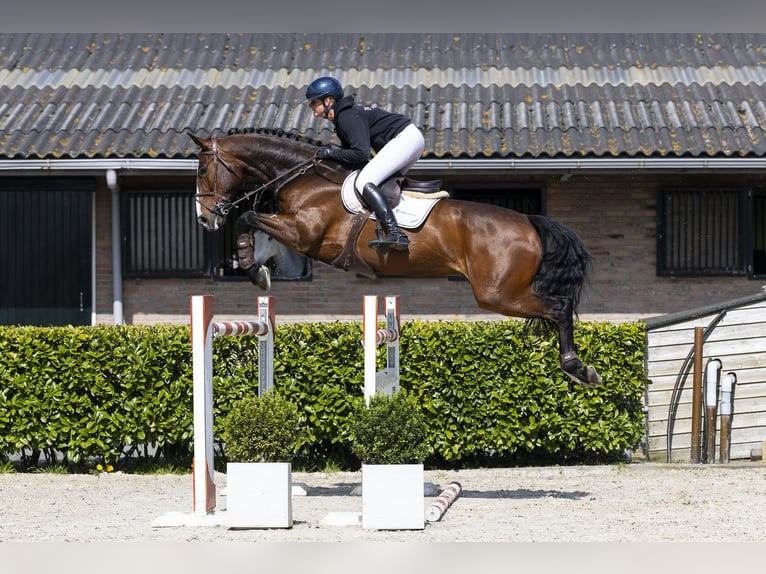 Bávaro Caballo castrado 9 años 172 cm  in Waddinxveen