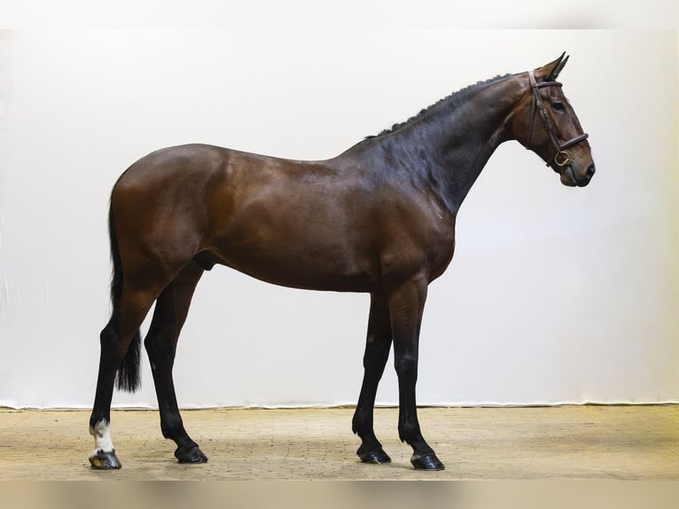 Bávaro Caballo castrado 9 años 172 cm  in Waddinxveen