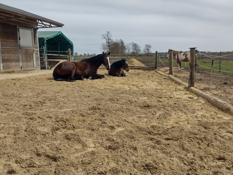 Bávaro Caballo castrado 9 años 175 cm Castaño in Fünfstetten
